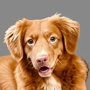 Awa, a red-brown dog, looking into the camera